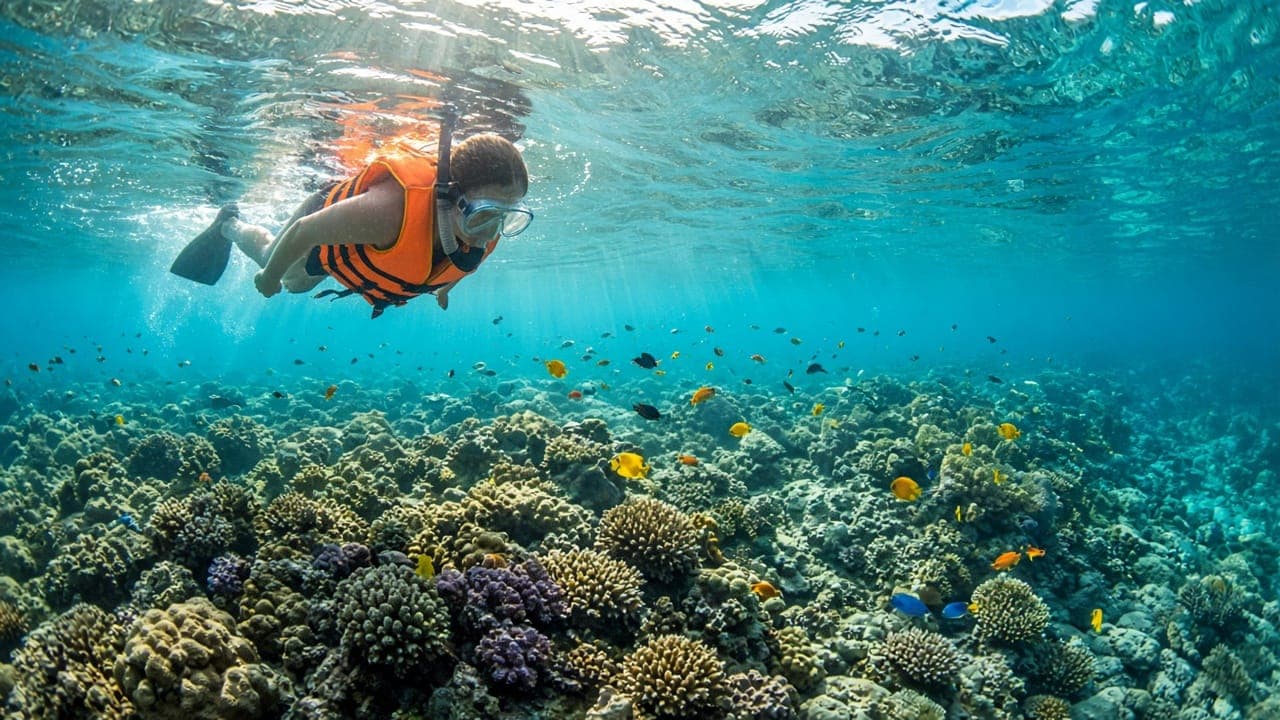 Snorkeler in a life jacket above a colourful coral reef with tropical fish at Coral Park